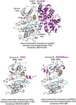 Mechanisms of Mitotic Kinase Regulation A Structural Biology Diagrams